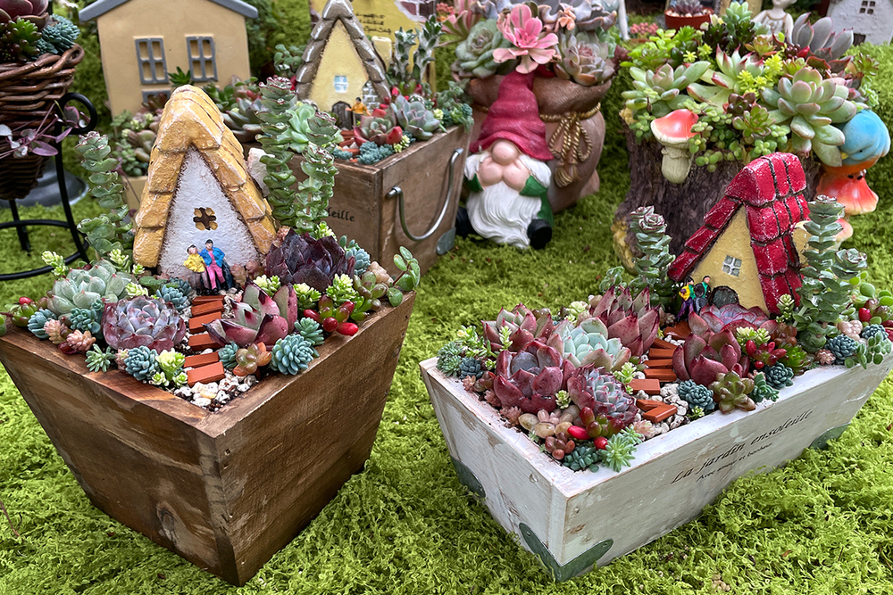 【日帰り｜体験】にこっとコラボ編　多肉植物寄せ植え講習会【14:00開始】