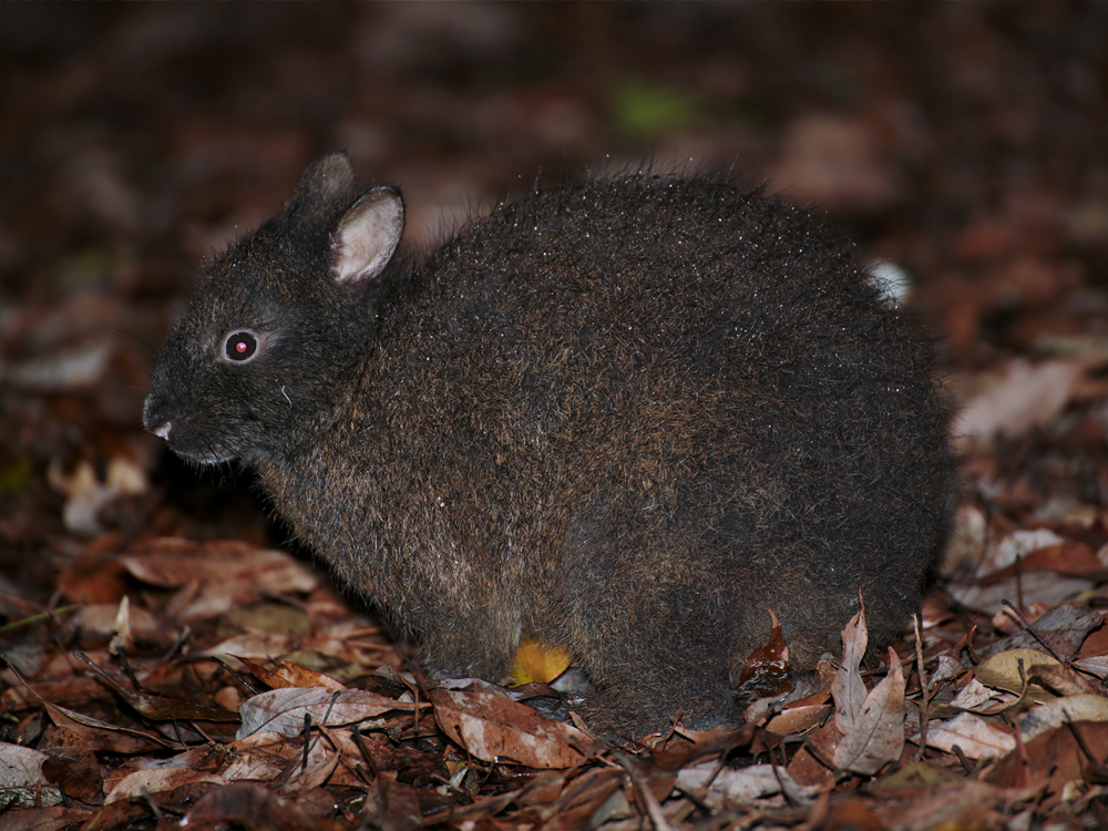 夜の森を探検！ナイトツアー付きプラン【素泊まり】