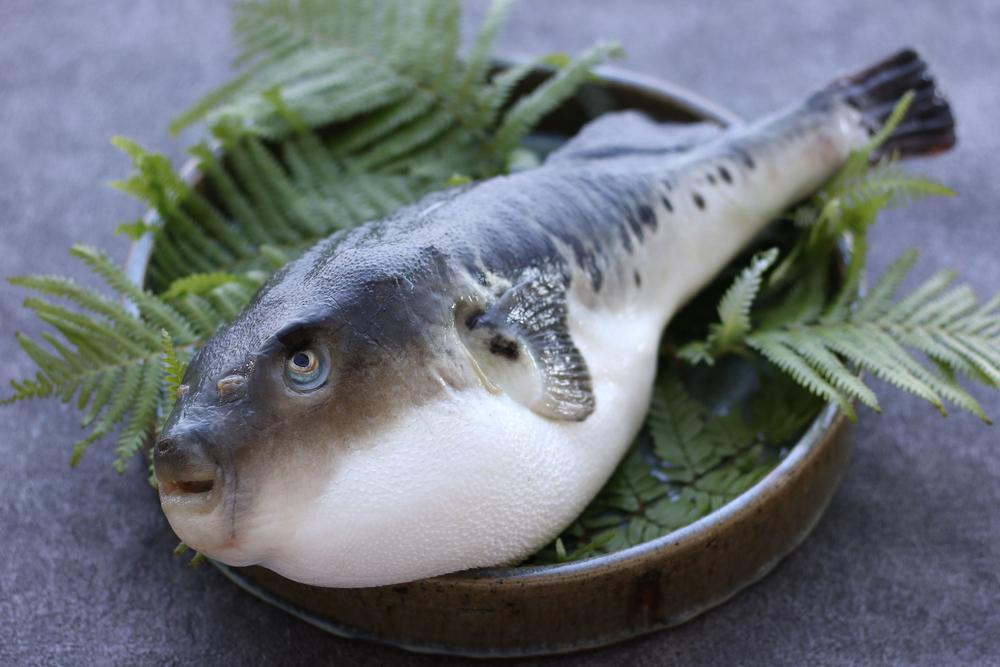 【冬味覚：淡路島３年とらふぐ】ANAGAスタイルでご提案する「TORAFUGUコース」＜1泊2食＞