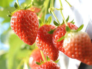 【いちご狩りチケット付】姉妹館鳴門グランドで味わう！阿波の幸プレミアムバイキングプラン