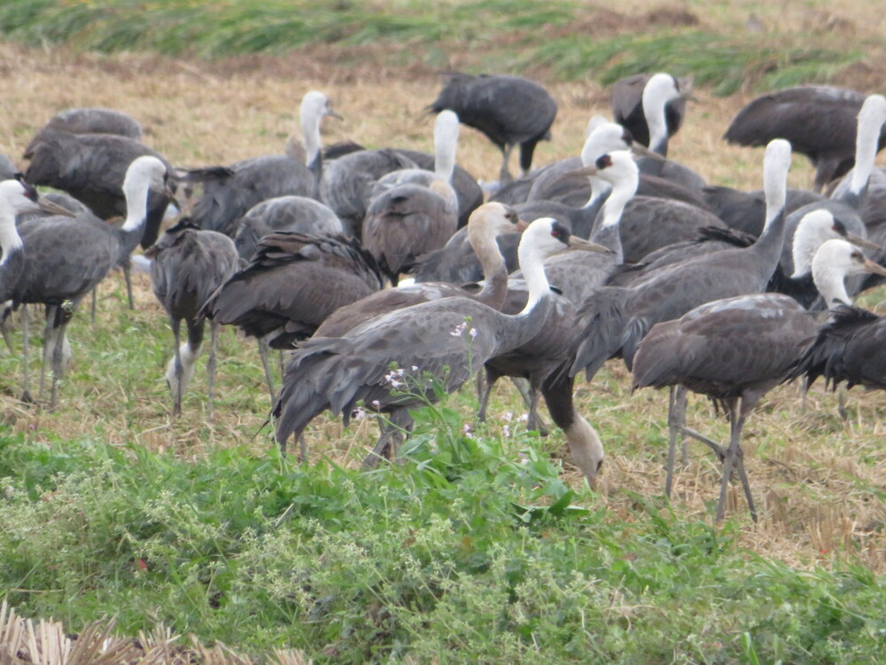 【朝食付】ツル観察プラン★観察センターまで送りあり！飲み比べ焼酎80ml×2本付