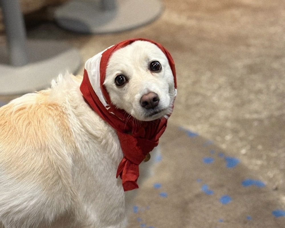 愛犬と一緒に宿泊プラン（1部屋最大人数3名）